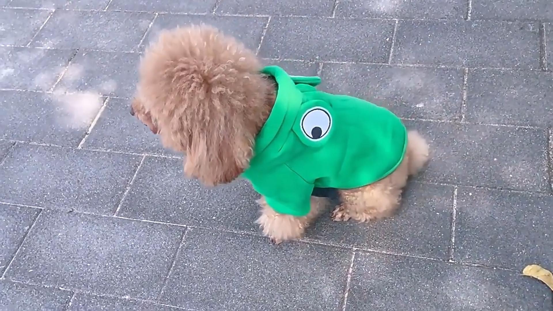 Cute Fruit Dog Hoodie size chart