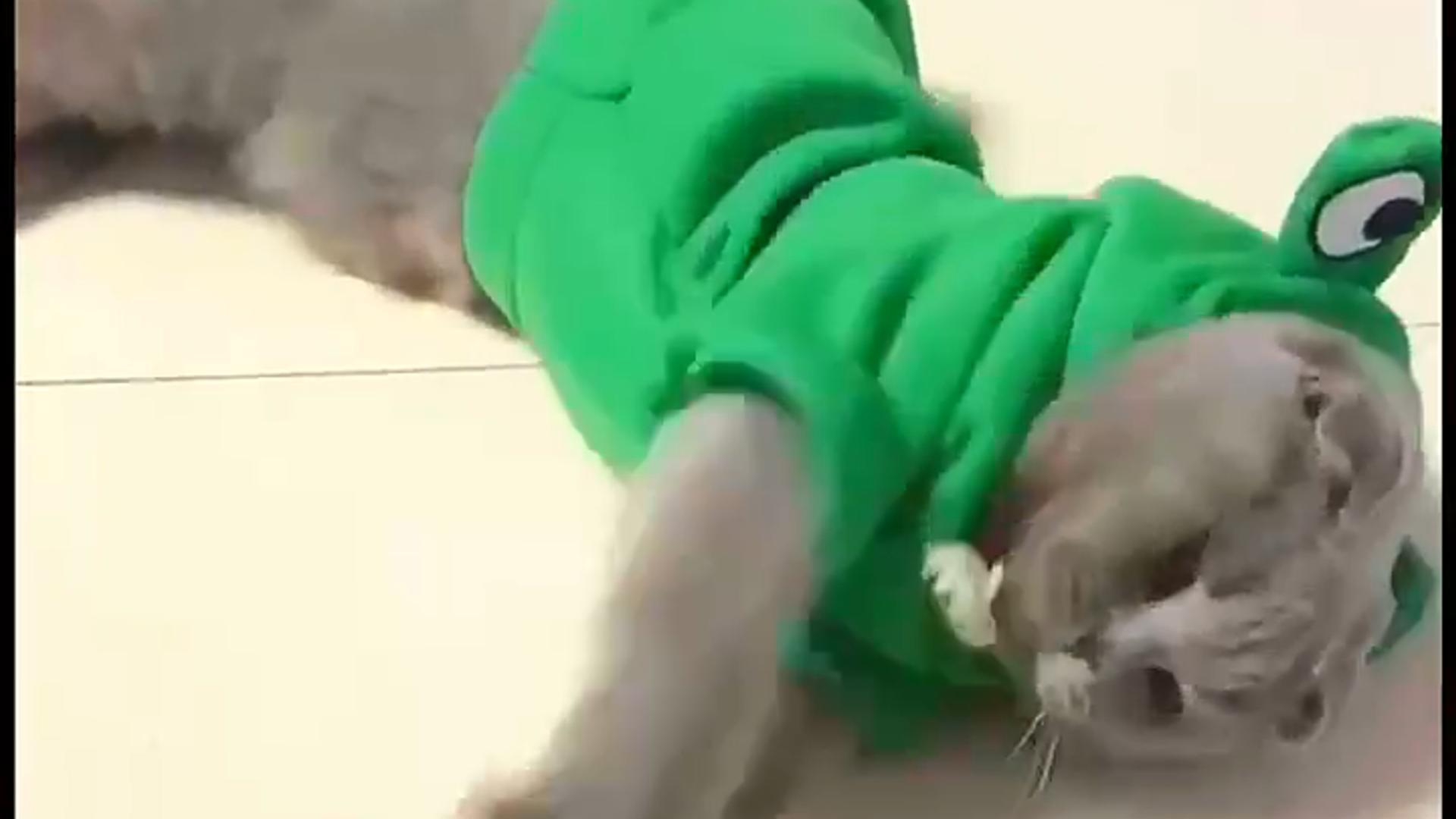 Cute Fruit Dog Hoodie warm fleece lining
