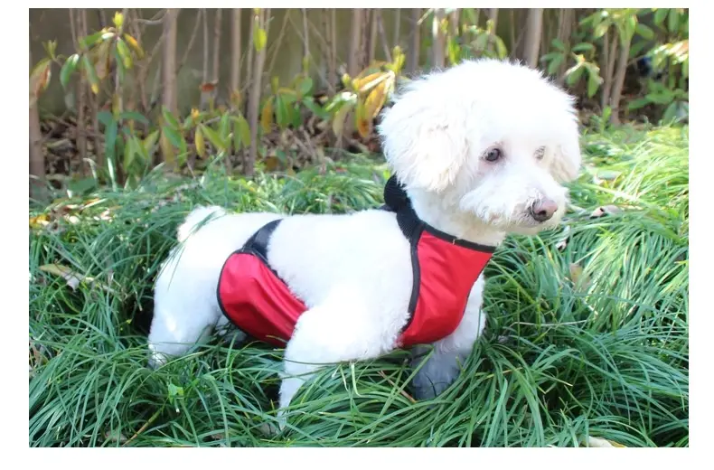 Bellyband Waterproof Pet Apron Corgi Clothes