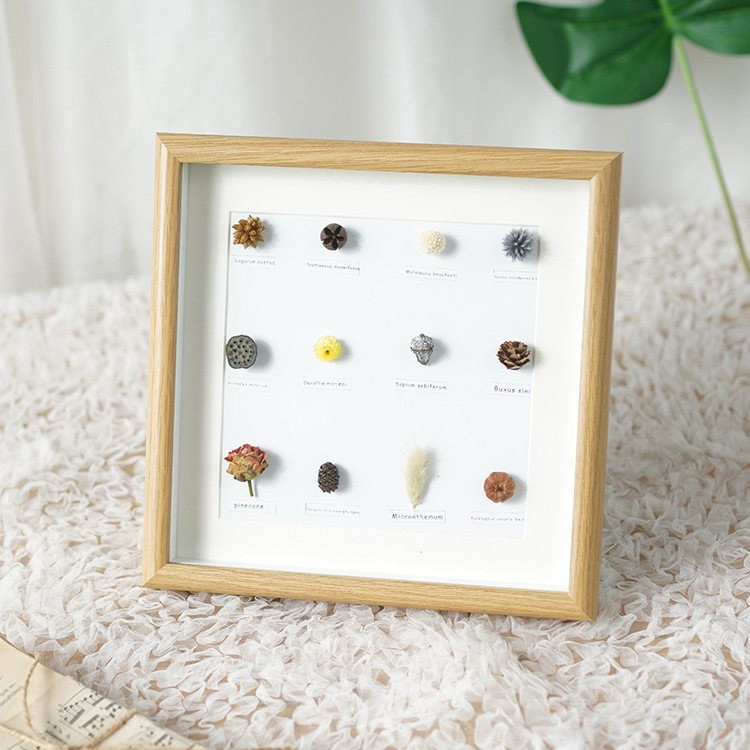 Home decoration photo frame plant specimen decoration