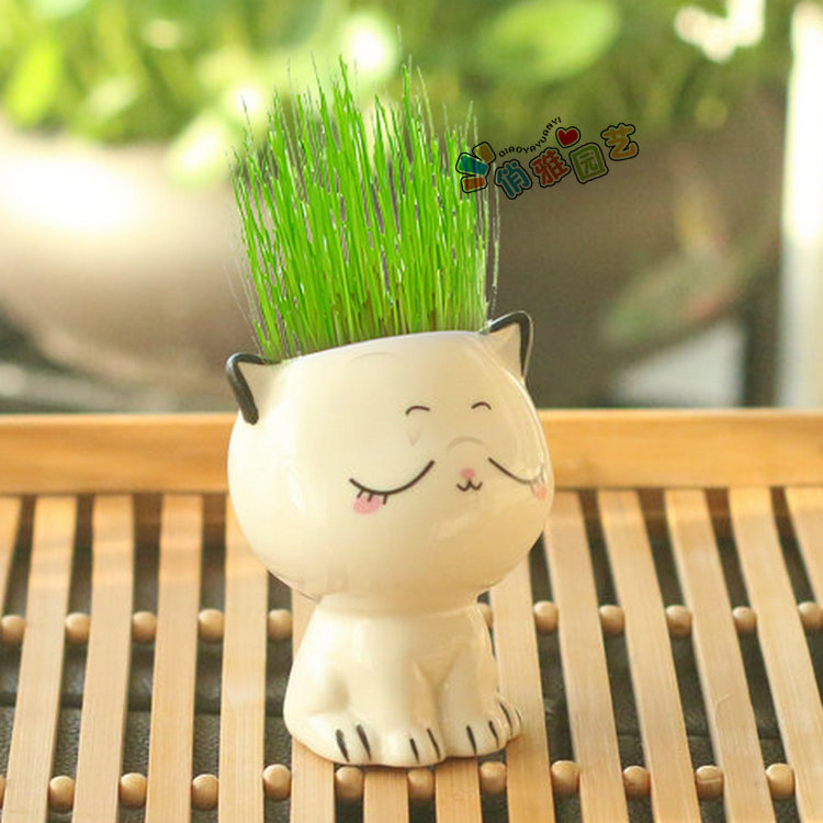 Desktop Mini Cute Cat Self-Growing Grass Plant Doll