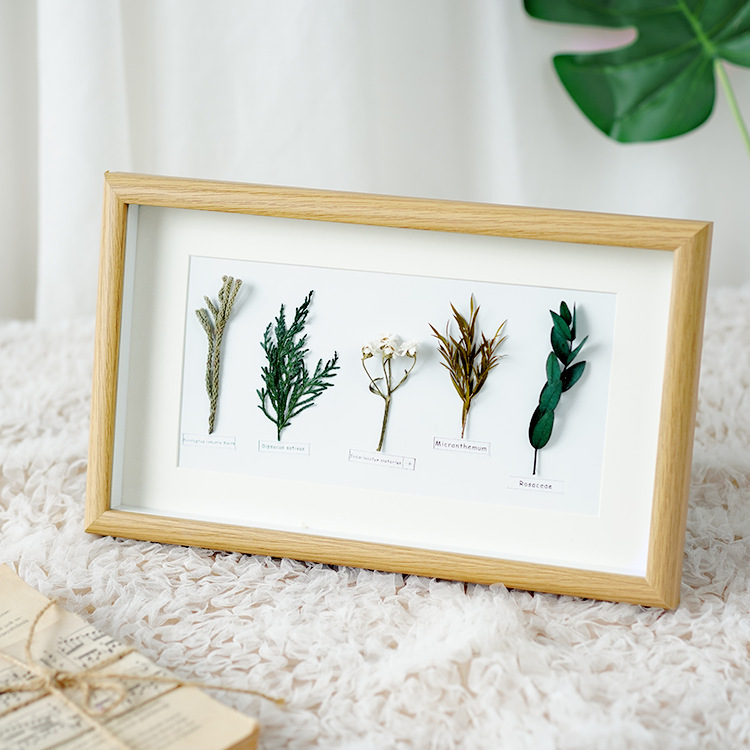 Home decoration photo frame plant specimen decoration