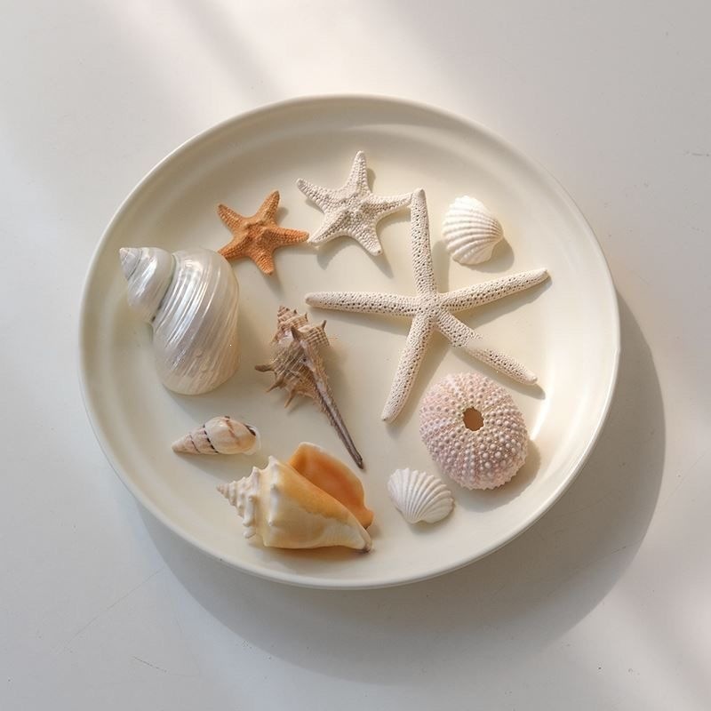 Natural Conch Shell Ornaments, picture 3 of 5