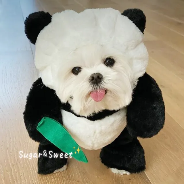 Cat Costume Rabbit Pet Leash Carrot Funny Bamboo Panda Clothes - Shop at LoveMi