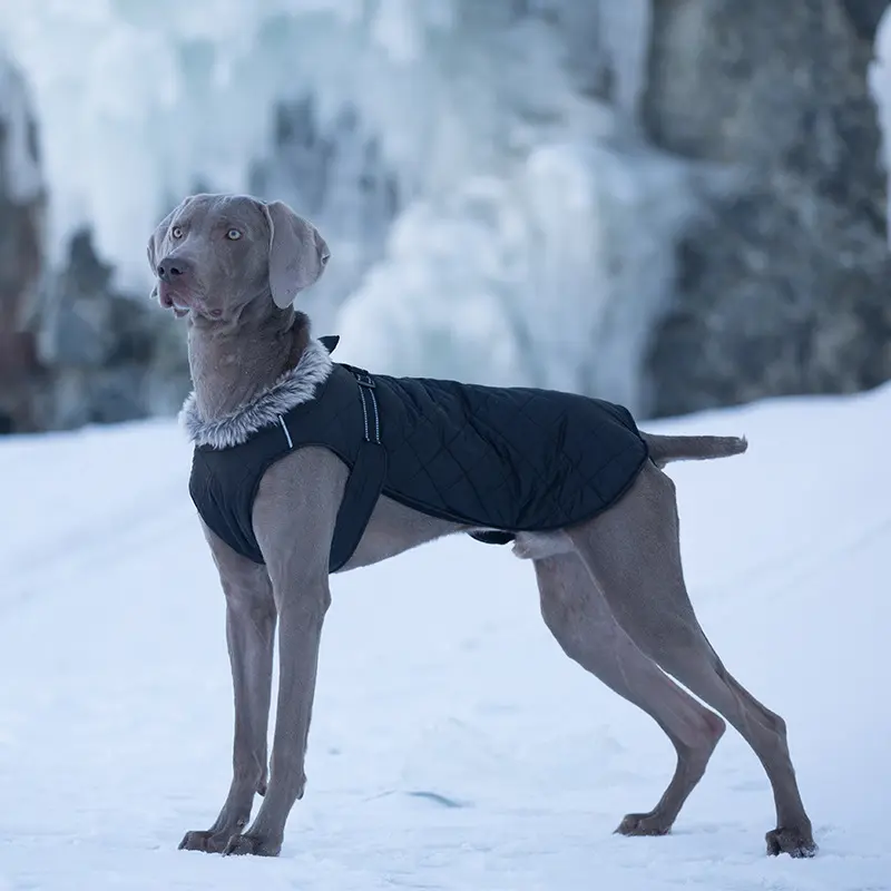 Pet Clothing Cotton Coats Wholesale, Winter Heavy-duty