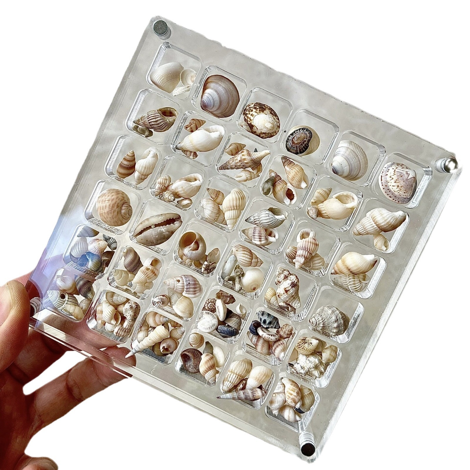 Transparent seaside miniature stone specimen mini shell