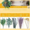 Lavender E Without Box
