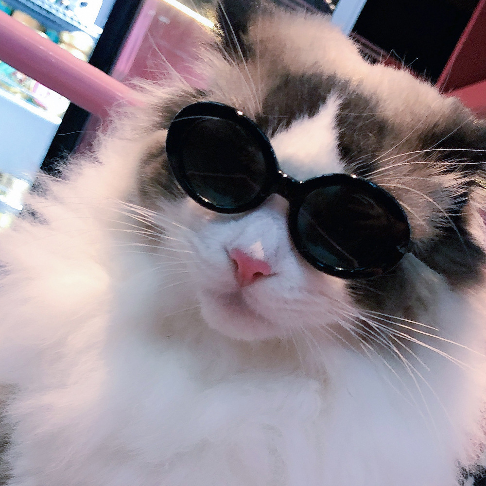 Title 3, Red Pet Sunglasses Cat Model. Fashion-forward e...