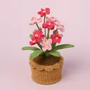 12 Pink Myosotis Sylvatica