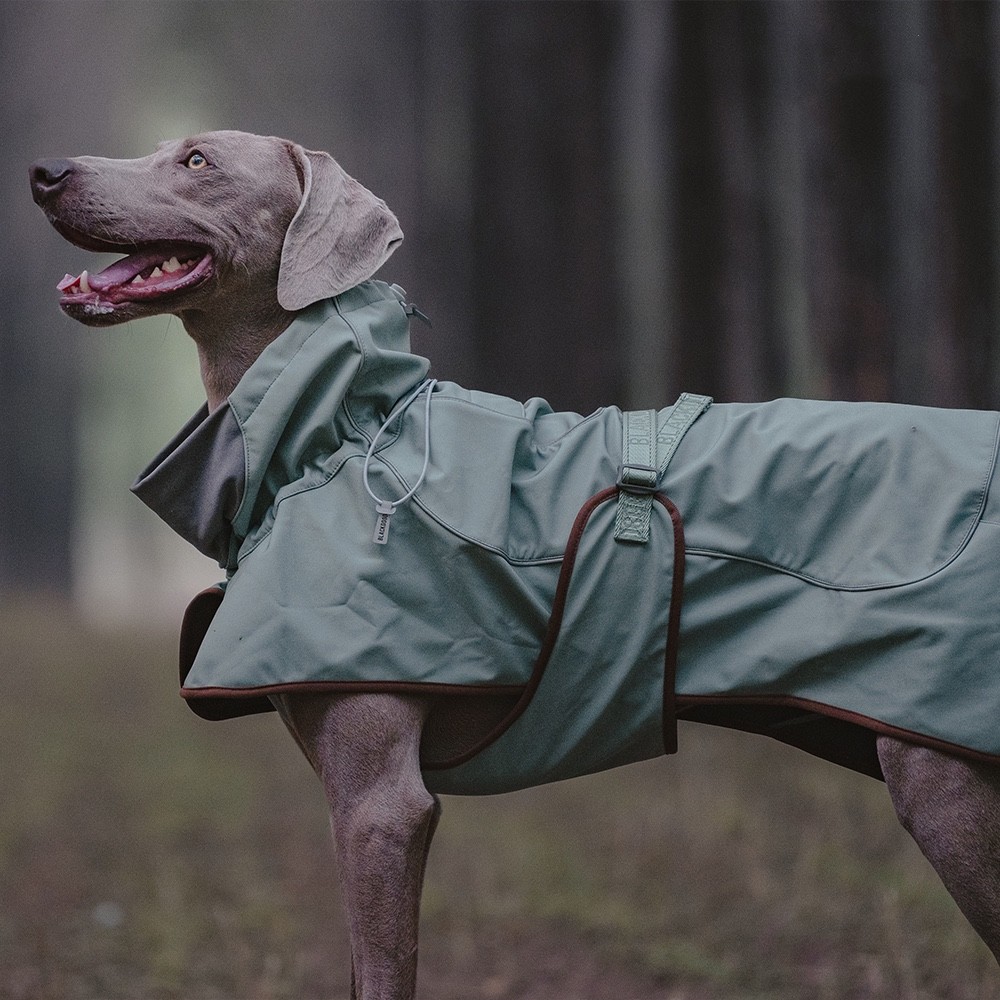 Veste d'extérieur à coque souple, imperméable, coupe-vent, chaude, pour chien