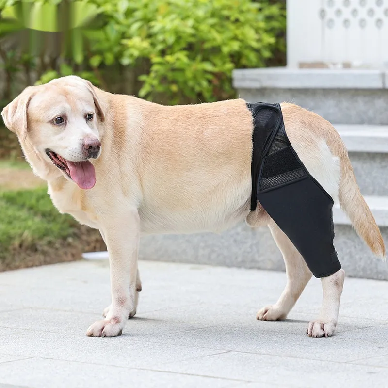 Pet Joint Protector Fracture Disability Fixed Knee