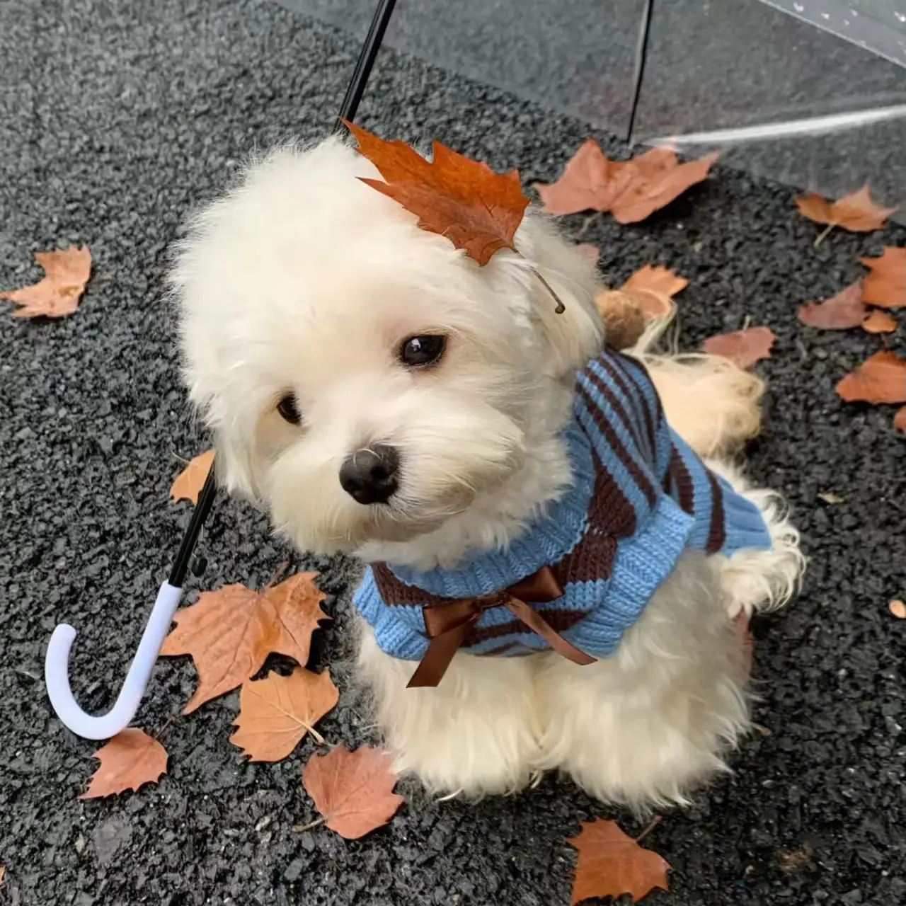 Warm Sweater For Small And Medium-Sized Dogs