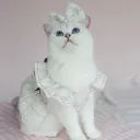 White Clothes Headdress Flower