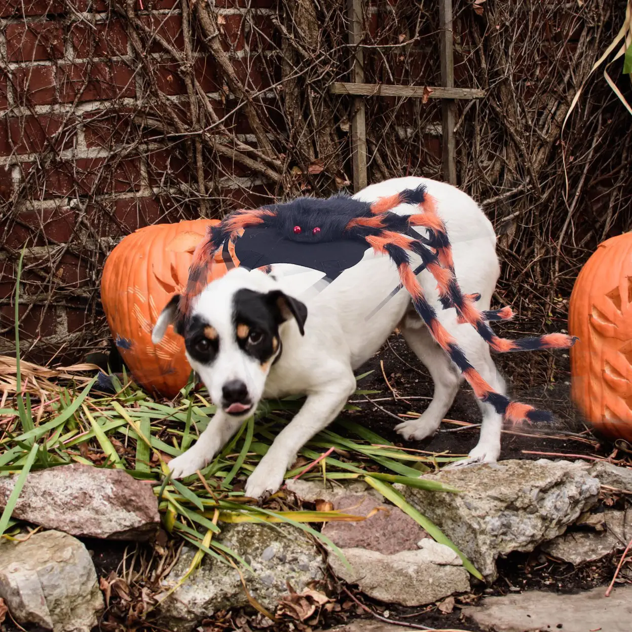 Halloween Pet Spider Costume American Style