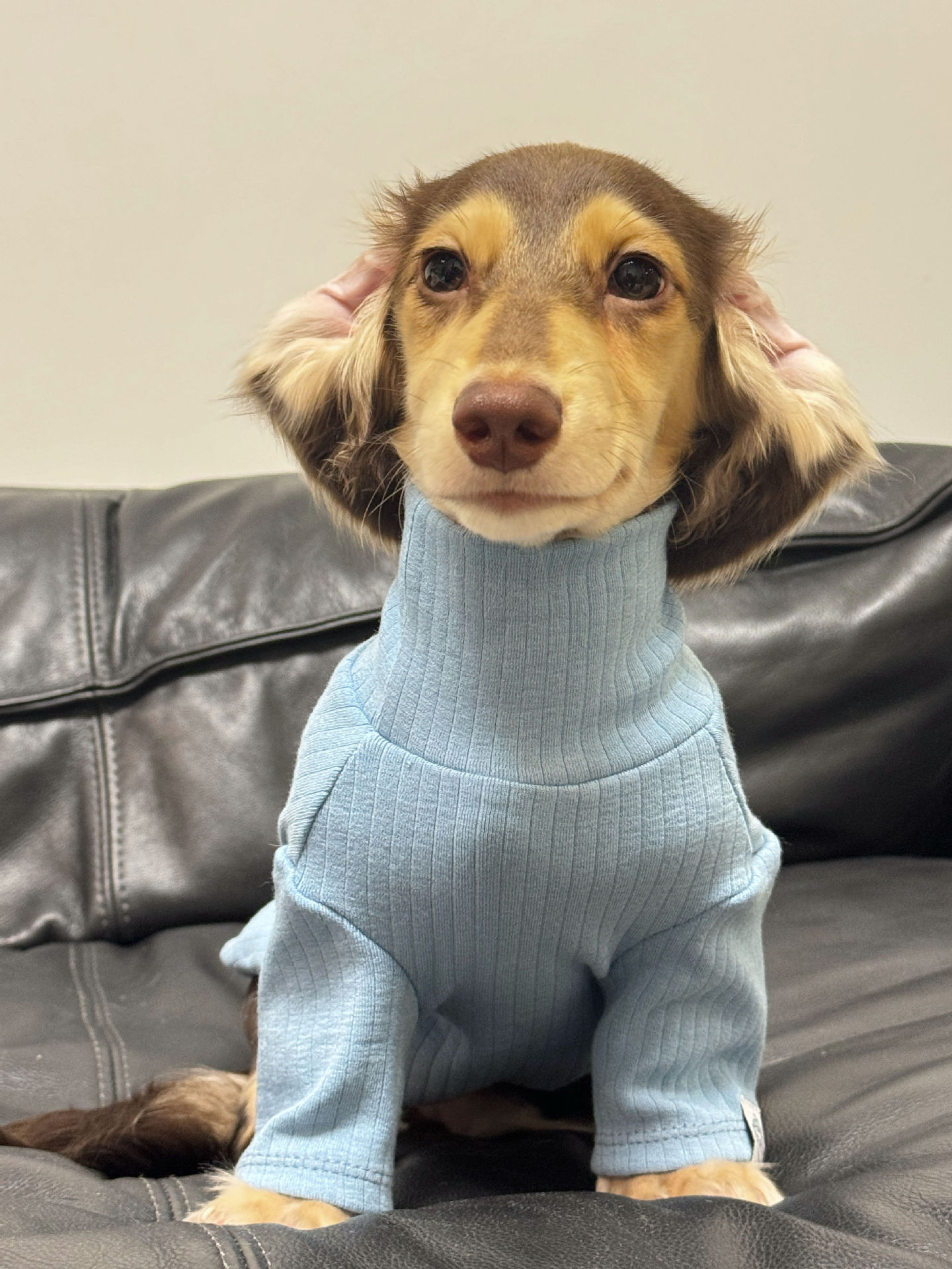 Pet Clothing Autumnwinter High-neck Base Vest