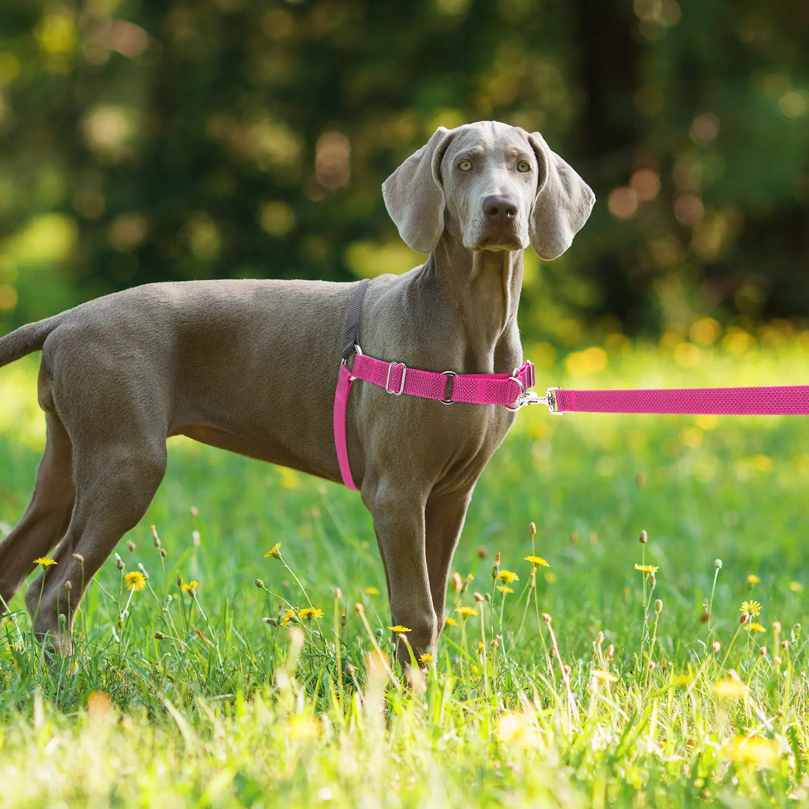 Dog Reflective Training Pet Harness