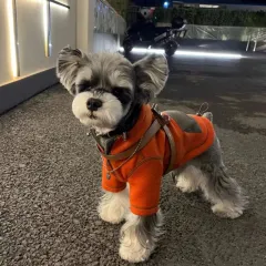Pet Small Dog Autumn Clothing Two Feet Apparel Hooded Sweater - Red Sweater - View 1