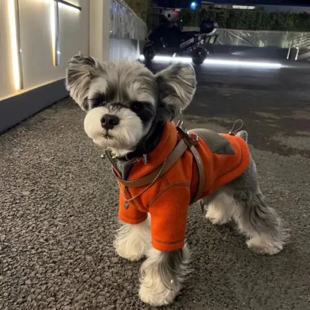 Pet Small Dog Autumn Clothing Two Feet Apparel Hooded Sweater Red Sweater - Shop at LoveMi