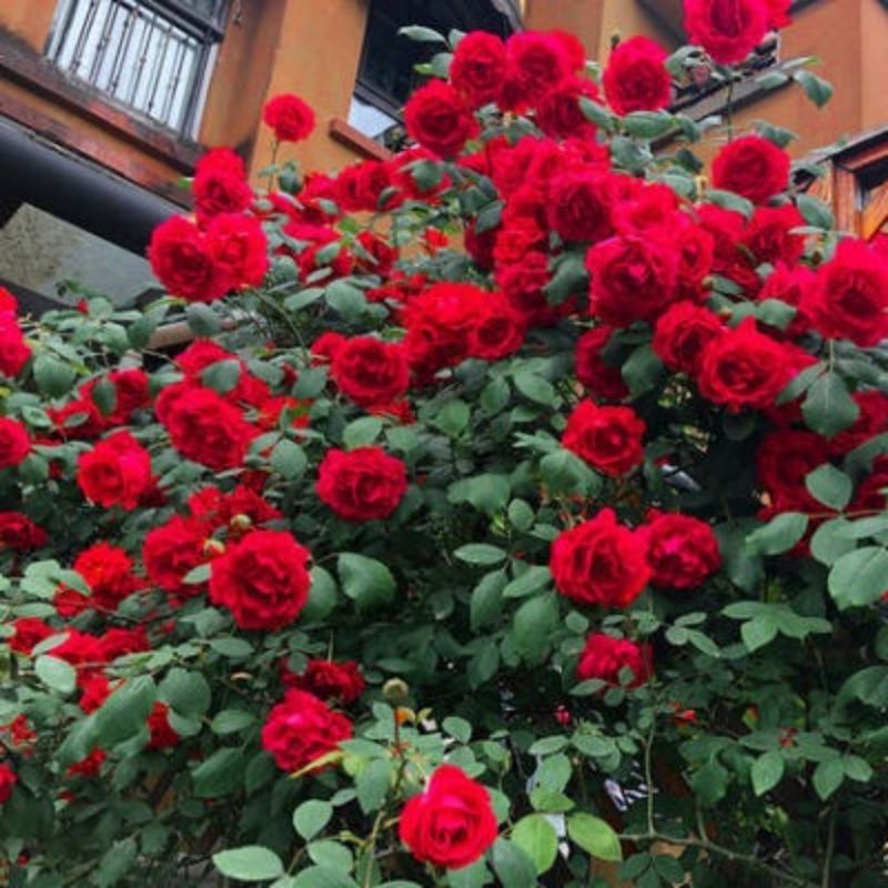 Red Pierre De Ronsard