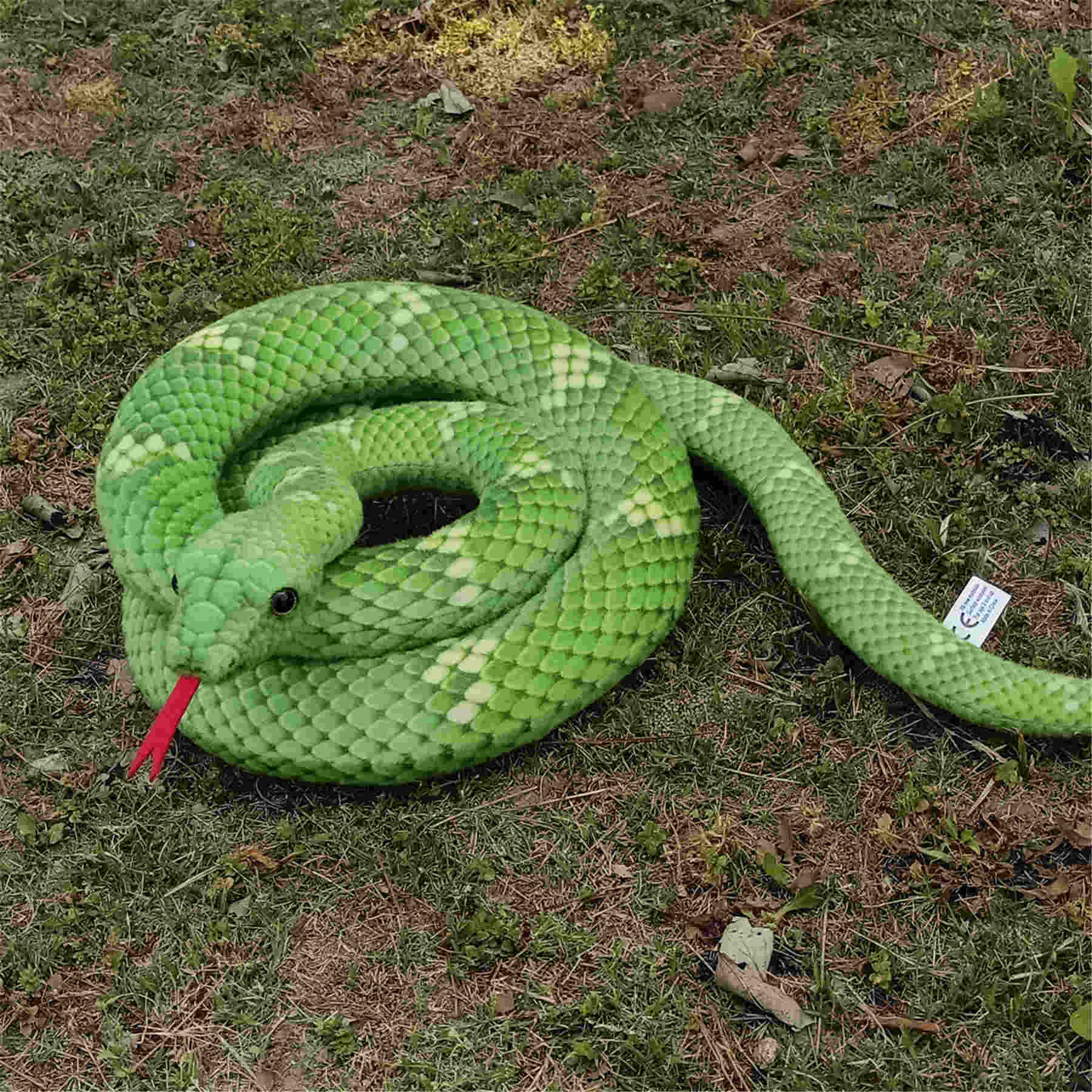 Green Water Snake