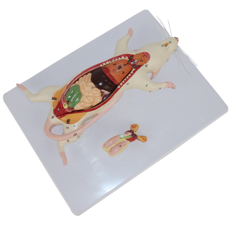 Mouse Dissection Model Mouse Internal Organs 5