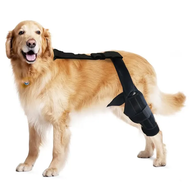Tear Protection Rehabilitation Training Belt Pe Style With Ribbon - Shop at LoveMi