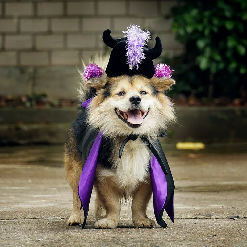 Halloween Pet Cat Dog Demon Cloak Horn