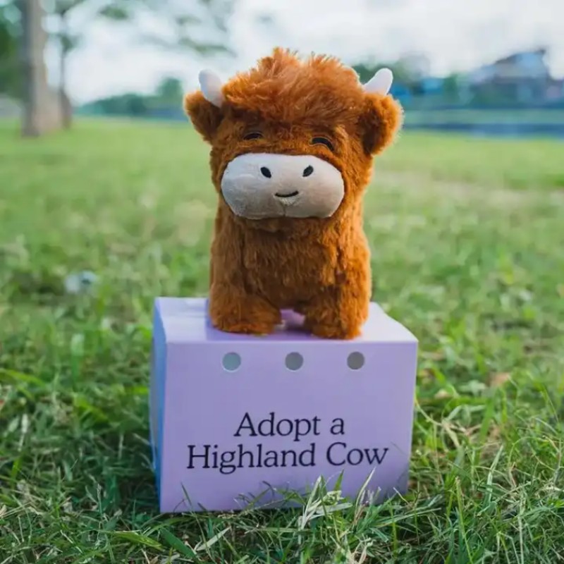 Highland Cow Doll Color Box