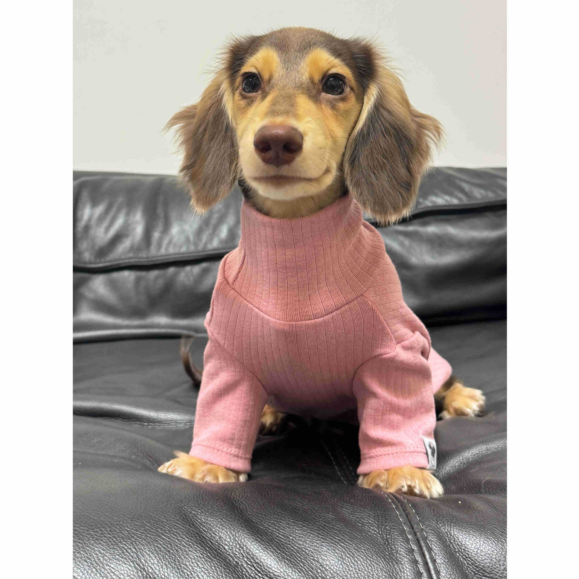 Pet Clothing Autumnwinter High-neck Base Vest