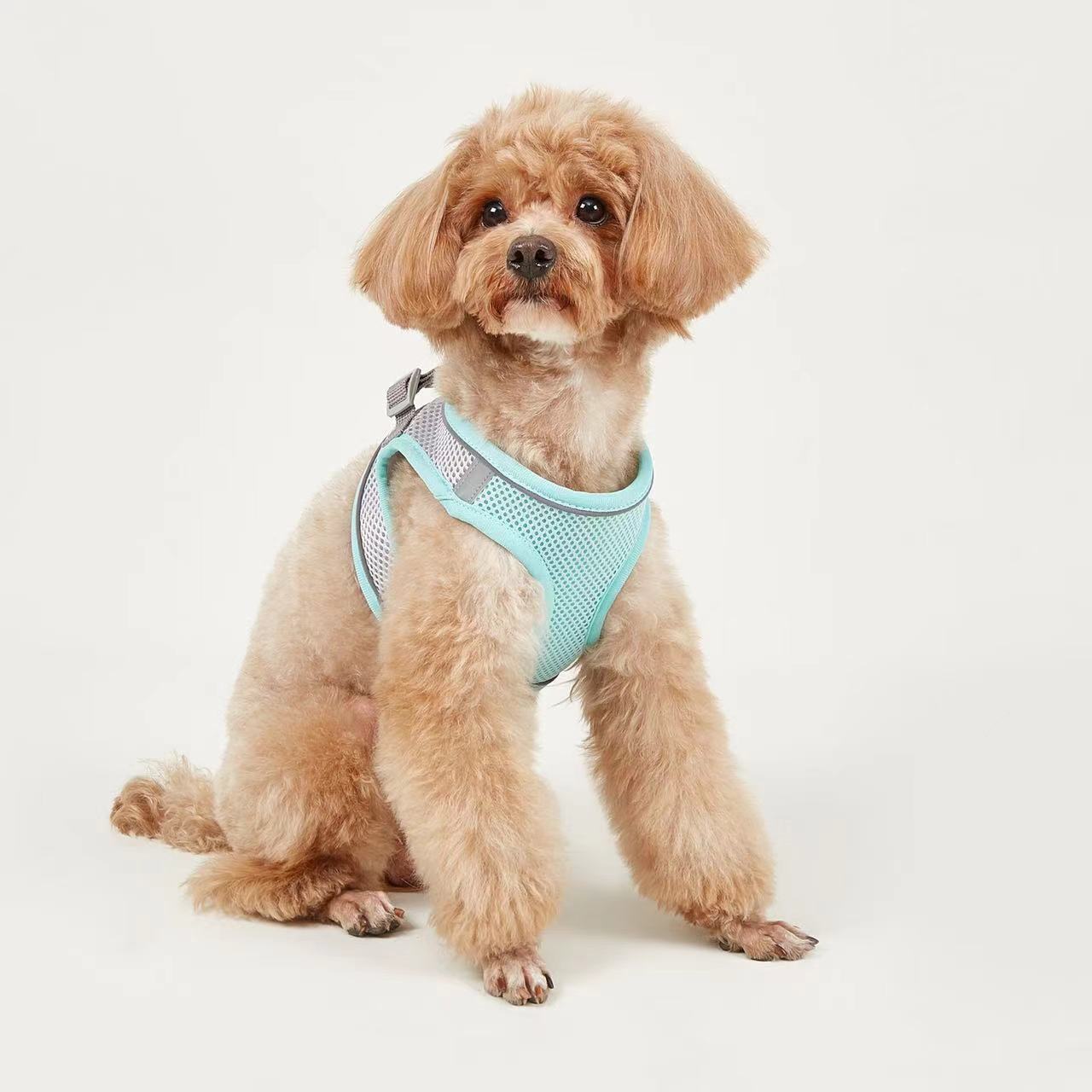 Title 11, Dog Hand Holding Rope Vest Small Dog Dog Leash ...