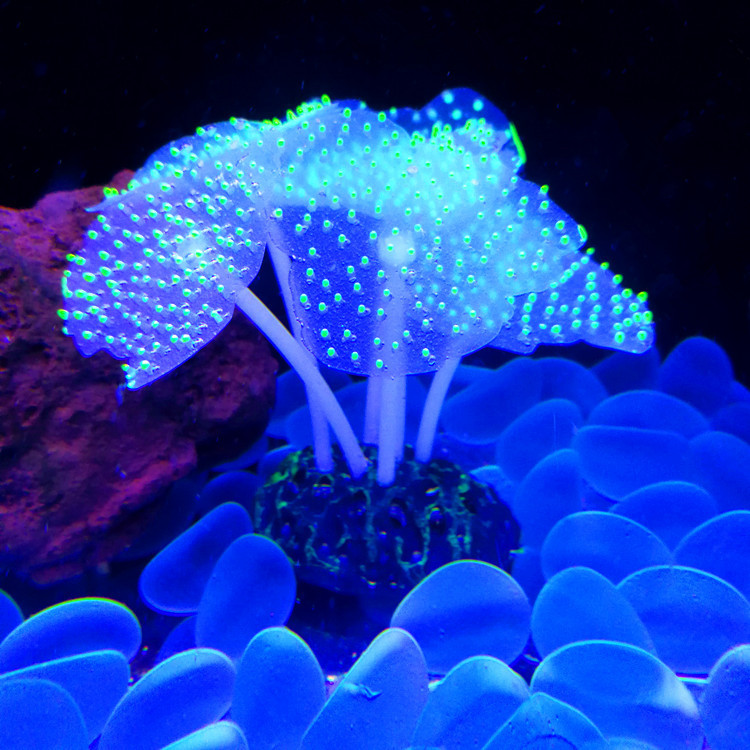 Transparent Green Dot Anemone