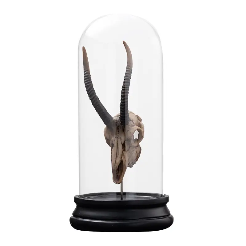 Simple Modern Animal Bone Fossil Bone Creative Personalized Decorations