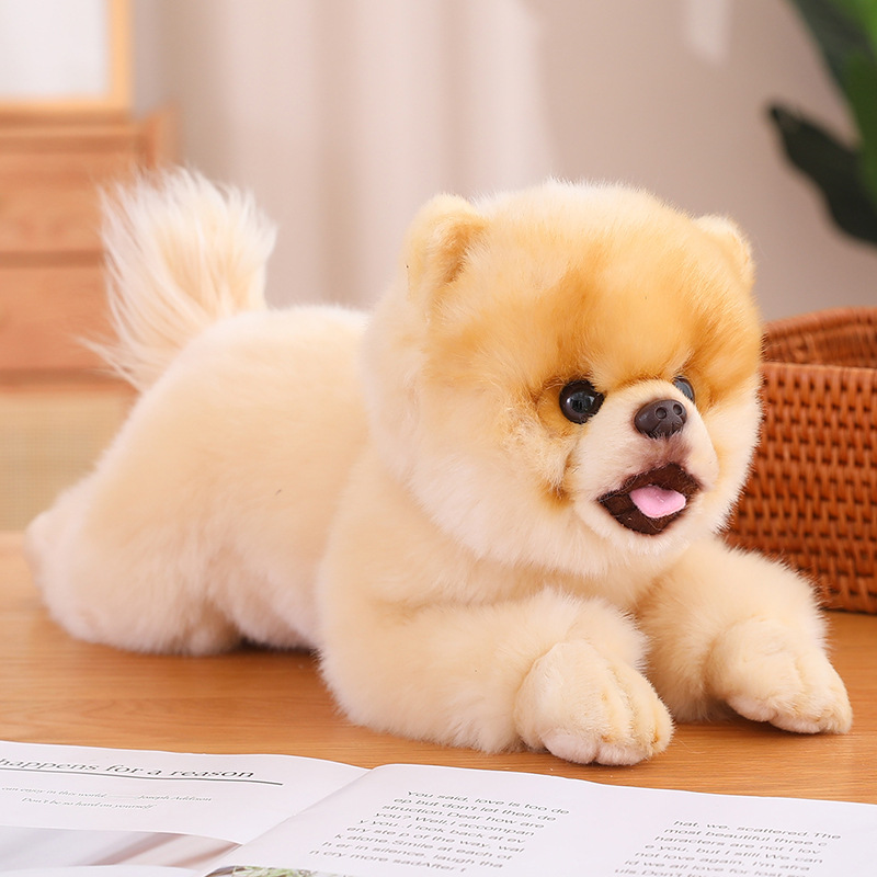 Lying Posture Pomeranian