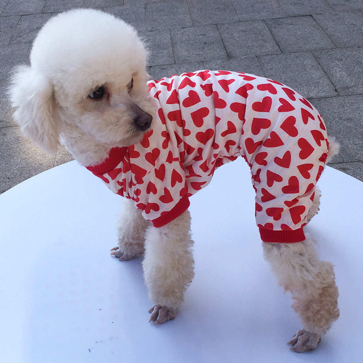 Title 10, Honden kleding voor vier poten