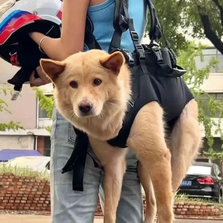 Pet Chest Bag Cycling Backpack Bike Riding