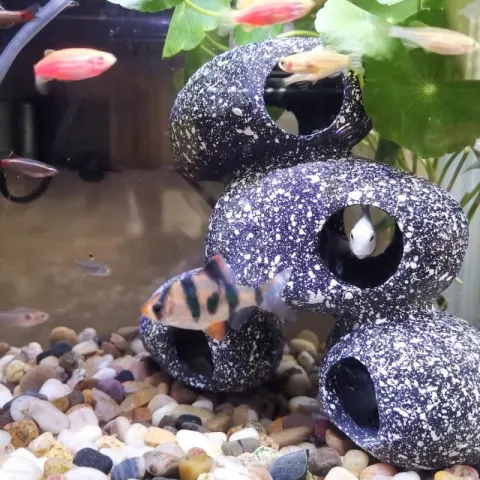 Fish Tank Stone View Decorative Landscaping and Shrimp House