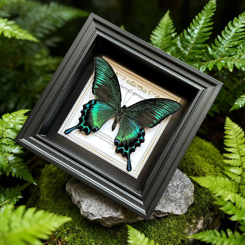 Green-banded Troides Butterfly Specimen Decorative Framed Painting