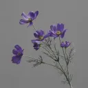 Lavender Purple