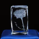 A Carnation