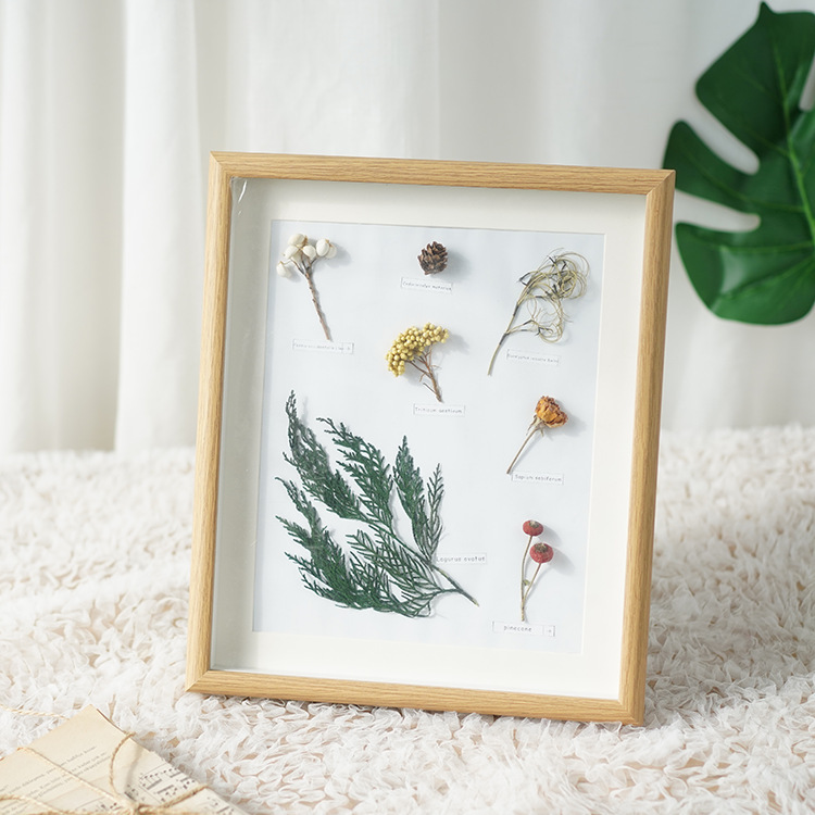 Home decoration photo frame plant specimen decoration
