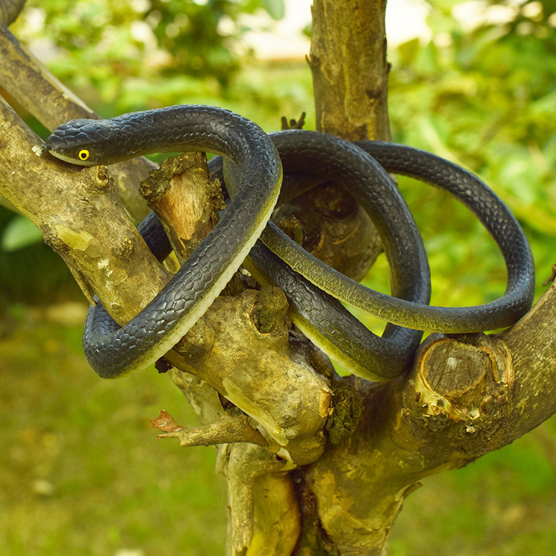 Black And Blue Long Snake