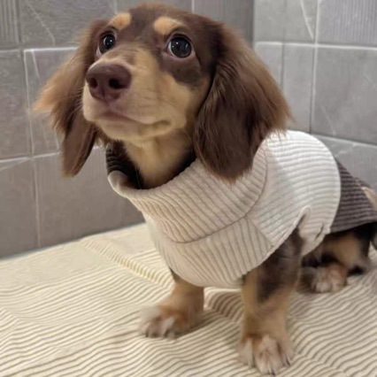 Fashionable Knitwear For Cats And Dogs Perfect For Fall And Winter