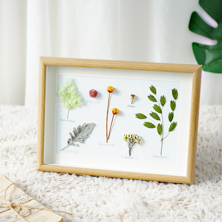 Home decoration photo frame plant specimen decoration