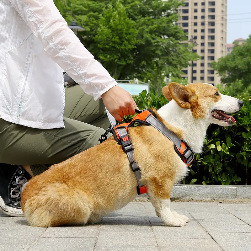 Dog Hand Holding Rope Vest Chest Strap