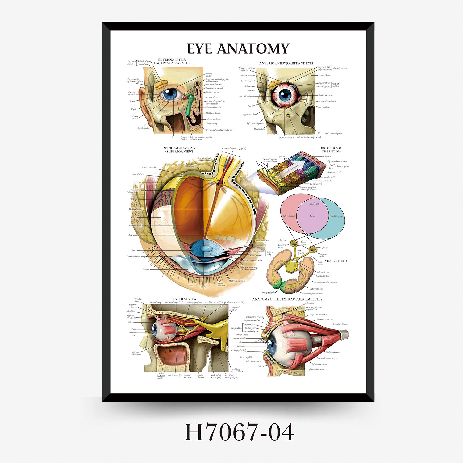 Wall Chart Human Anatomy Muscles Gym Medical Education Decorative Painting 10