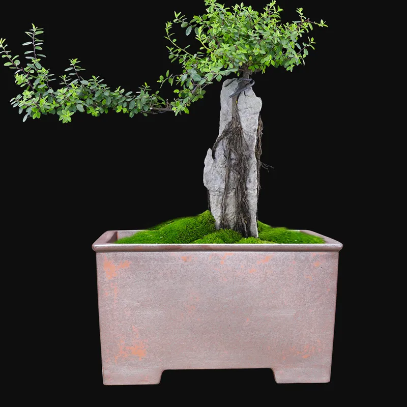 Yixing Purple Sand Flowerpot Extra Large Wood Burning Square Bonsai Basin