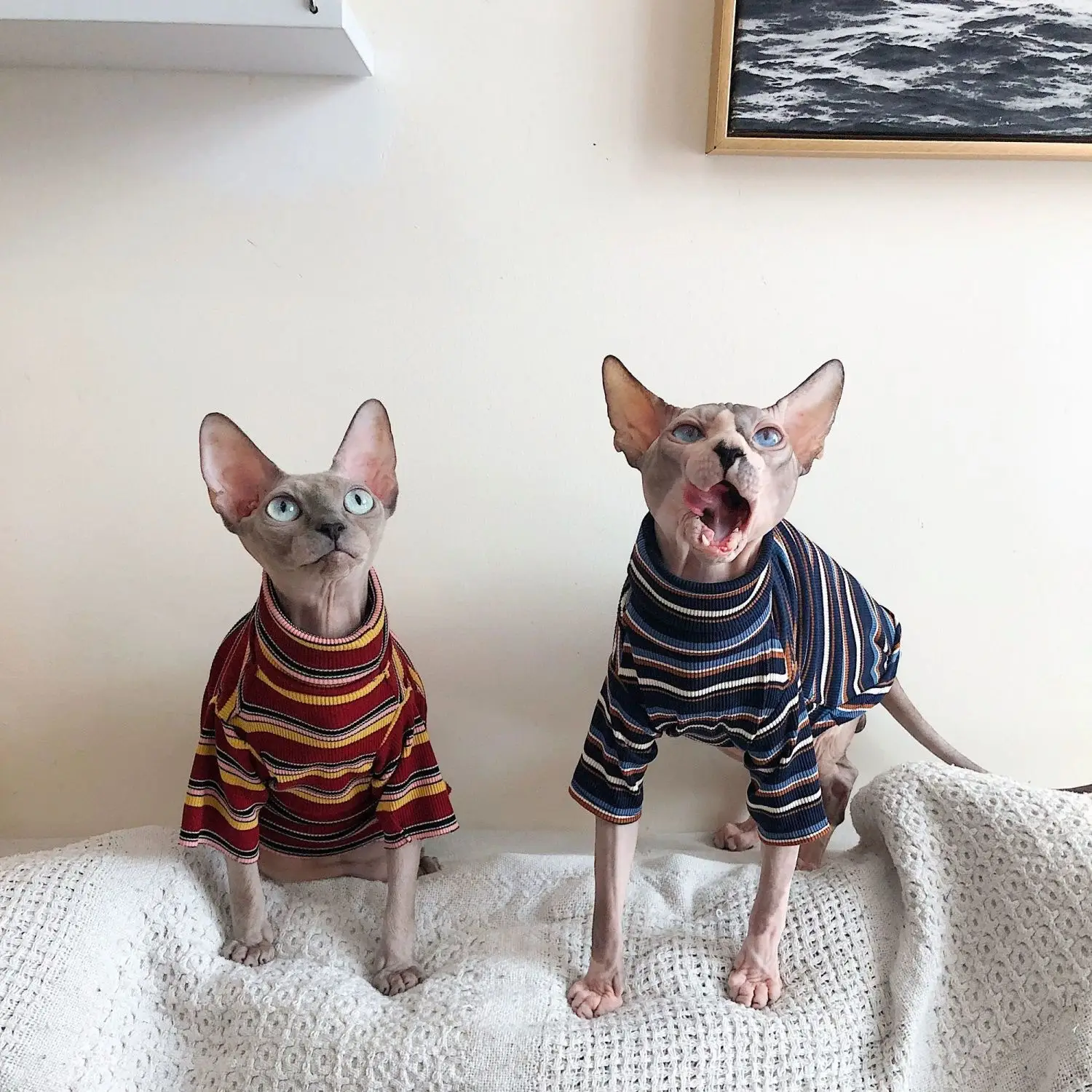 Springsummer Sphinx Hairless Cat Clothing Breathable And Artistic