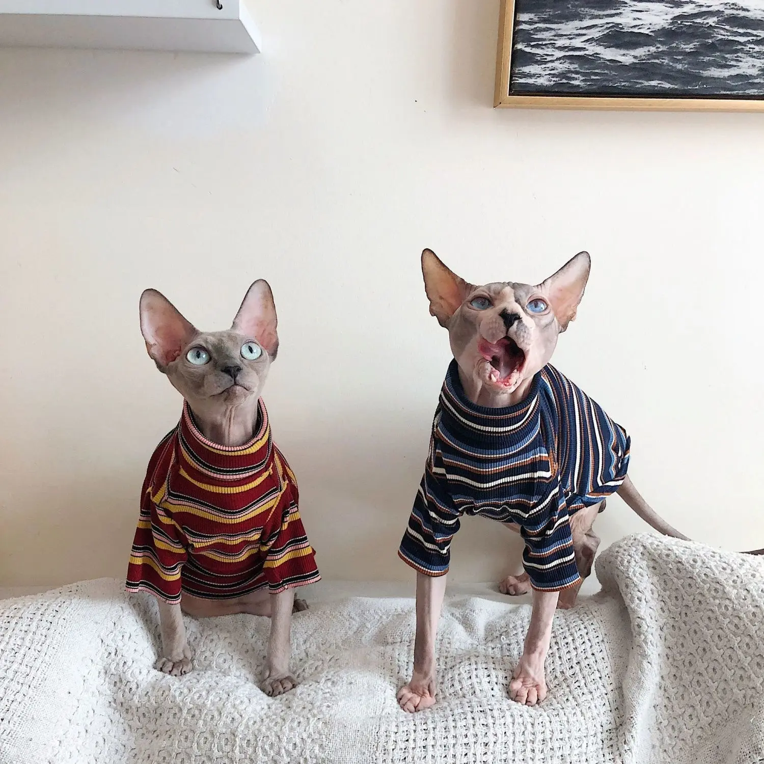 Springsummer Sphinx Hairless Cat Clothing Breathable