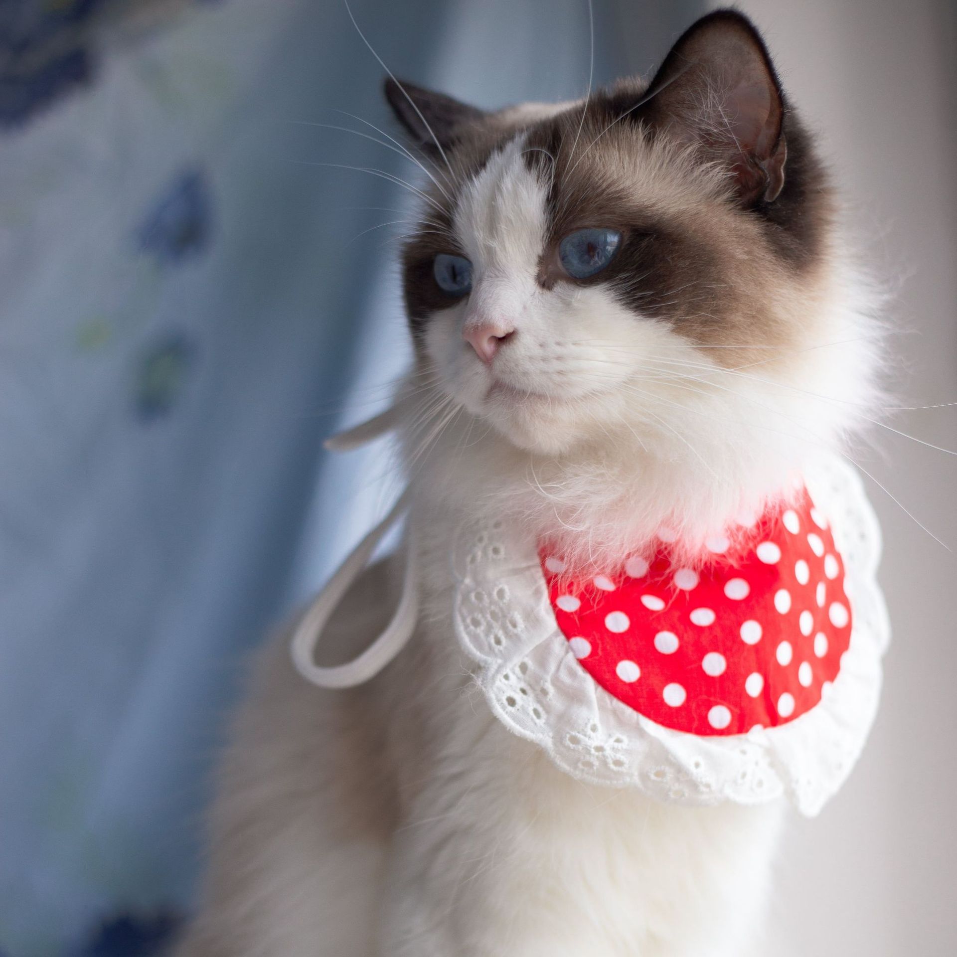 Red Polka Dot Bib