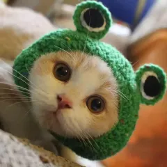 Wool Pet Hood Dogs And Cats Knitted Hat Prop Headdress - Pullover Frog - View 1